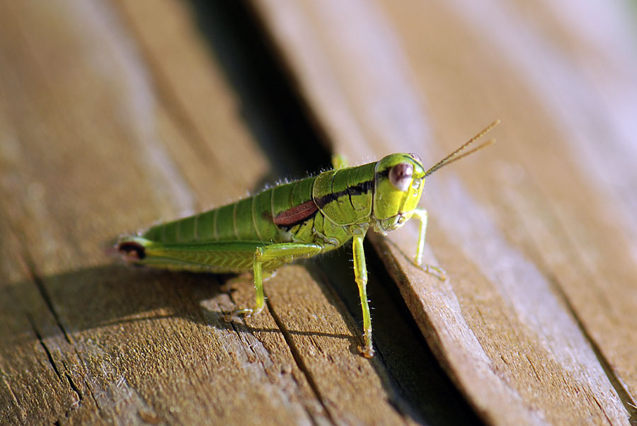 Odontopodisma schmidti